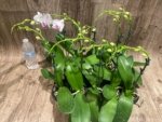 In Spike Phalaenopsis Younghome Ray (3" pot) - Image 10