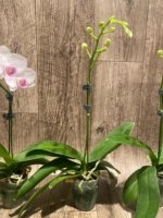 In Spike Phalaenopsis Younghome Ray (3" pot) - Image 8