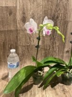 In Spike Phalaenopsis Younghome Ray (3" pot) - Image 7