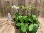 In Spike Phalaenopsis Younghome Ray (3" pot) - Image 11