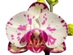Double Spikes Phalaenopsis OX Little Prince (4.5" Pot) - Image 2