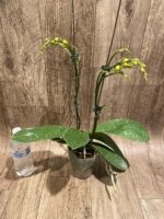 Double Spikes Phalaenopsis OX Little Prince (4.5" Pot) - Image 6