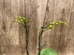 Double Spikes Phalaenopsis OX Little Prince (4.5" Pot) - Image 4