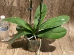 Double Spikes Phalaenopsis OX Little Prince (4.5" Pot) - Image 8