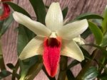 Dendrobium Jiaho Delight Red Lip (Den. Hsinying Frostymaree × tobaense) (2” Pot) - Image 4