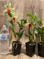 In Bloom Dendrobium Jiaho Delight Red Lip (Den. Hsinying Frostymaree × tobaense) (2” Pot) - Image 7
