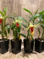 In Bloom Dendrobium Jiaho Delight Red Lip (Den. Hsinying Frostymaree × tobaense) (2” Pot) - Image 8