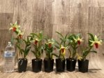 In Bloom Dendrobium Jiaho Delight Red Lip (Den. Hsinying Frostymaree × tobaense) (2” Pot) - Image 11