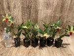 In Bloom Dendrobium Jiaho Delight Red Lip (Den. Hsinying Frostymaree × tobaense) (2” Pot) - Image 10