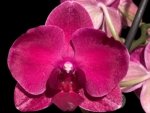 In Spike Phalaenopsis Asian Cherry (4" Pot)