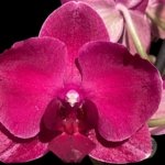 In Spike Phalaenopsis Asian Cherry (4" Pot)
