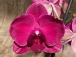 In Spike Phalaenopsis Asian Cherry (4" Pot) - Image 3