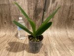 In Spike Phalaenopsis Asian Cherry (4" Pot) - Image 7