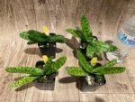 Paphiopedilum Nivarose (paph. sukhakulli x paph. niveum) (2” Pot) - Image 2