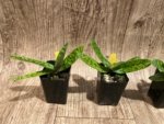 Paphiopedilum Nivarose (paph. sukhakulli x paph. niveum) (2” Pot) - Image 5