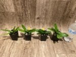 Paphiopedilum Nivarose (paph. sukhakulli x paph. niveum) (2” Pot) - Image 6