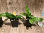 Paphiopedilum Nivarose (paph. sukhakulli x paph. niveum) (2” Pot) - Image 4