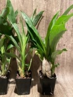 Double Spikes Catasetum Mark's Red Hermosa (3.5” pot) - Image 3