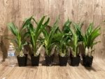 Double Spikes Catasetum Mark's Red Hermosa (3.5” pot) - Image 6