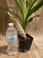 Double Spikes Catasetum Mark's Red Hermosa (3.5” pot) - Image 7