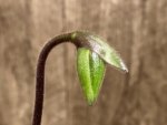 In Spike/Bud Paphiopedilum Fulgens (hookerae × Marmorophyllum) (2” pot)