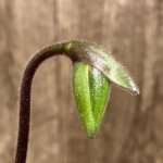 In Spike/Bud Paphiopedilum Fulgens (hookerae × Marmorophyllum) (2” pot)