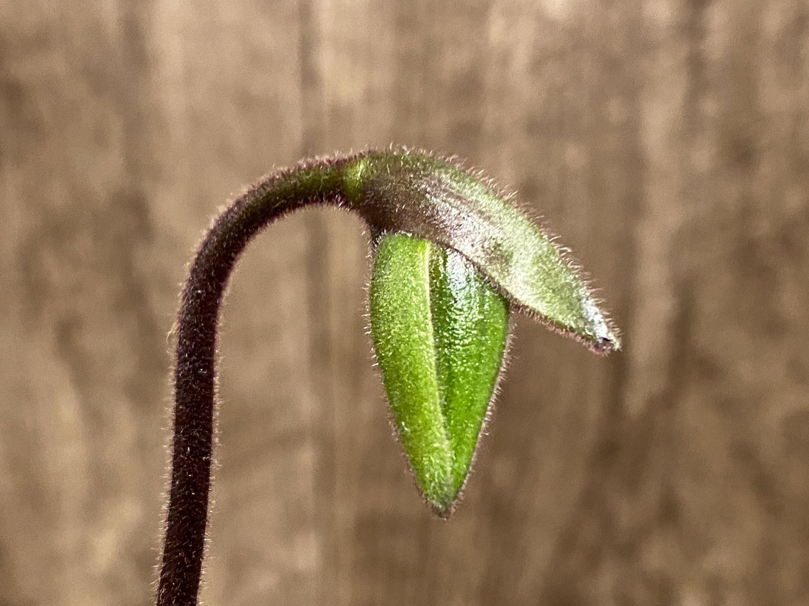 il_fullxfull.8043833472_fm6d.jpg In Spike/Bud Paphiopedilum Fulgens (hookerae × Marmorophyllum) (2” pot) - Image 1