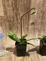 In Spike/Bud Paphiopedilum Fulgens (hookerae × Marmorophyllum) (2” pot) - Image 2