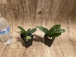 Paphiopedilum Fulgens (hookerae × Marmorophyllum) BS (2” pot) - Image 4