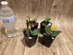 Paphiopedilum Helen Congleton (Norito Hasegawa x delenatii v. vinicolor) (2" pot) - Image 2