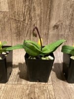 In Spike Paphiopedilum Fairy Bird (3.5” pot) - Image 7