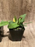 In Spike Paphiopedilum Fairy Bird (3.5” pot) - Image 9