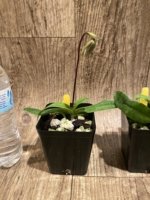 In Spike Paphiopedilum Fairy Bird (3.5” pot) - Image 6