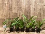 In Spike Fragrant - Oncidium Sharry Baby ‘Red Fantasy’ (3.5” Pot) - Image 3