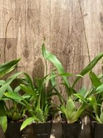 In Spike Fragrant - Oncidium Sharry Baby ‘Red Fantasy’ (3.5” Pot) - Image 7