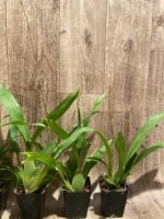 In Spike Fragrant - Oncidium Sharry Baby ‘Red Fantasy’ (3.5” Pot) - Image 5
