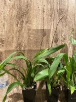 In Spike Fragrant - Oncidium Sharry Baby ‘Red Fantasy’ (3.5” Pot) - Image 6