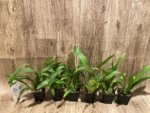In Spike Fragrant - Oncidium Sharry Baby ‘Red Fantasy’ (3.5” Pot) - Image 4