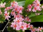 In Spikes - Fragrant Mini Oncidium Twinkle Pink Fantasy (2” Pot)