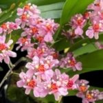 In Spikes - Fragrant Mini Oncidium Twinkle Pink Fantasy (2” Pot)