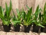 In Spikes - Fragrant Mini Oncidium Twinkle Pink Fantasy (2” Pot) - Image 3