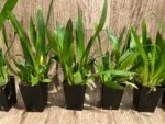 In Spikes - Fragrant Mini Oncidium Twinkle Pink Fantasy (2” Pot) - Image 5