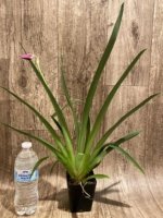 Miltoniopsis Bert Fields 'Eileen’ AM/AOS (3.5" Pot) - Image 3