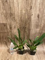 Double Spikes Odontocidium Tiger Crow 'Golden Girl' (3.5” pot) - Image 4