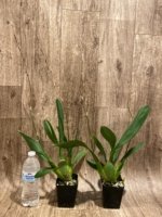 Double Spikes Odontocidium Tiger Crow 'Golden Girl' (3.5” pot) - Image 2