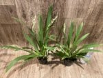 Quadruple Spikes Miltoniopsis Hajime Ono 'Maui Falls' AM/AOS (3.5" Pot) - Image 6