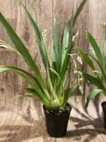Quadruple Spikes Miltoniopsis Hajime Ono 'Maui Falls' AM/AOS (3.5" Pot) - Image 4