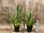 Quadruple Spikes Miltoniopsis Hajime Ono 'Maui Falls' AM/AOS (3.5" Pot) - Image 2