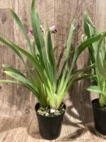 5 Spikes Miltoniopsis Hajime Ono 'Maui Falls' AM/AOS (3.5" Pot) - Image 4