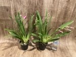 5 Spikes Miltoniopsis Hajime Ono 'Maui Falls' AM/AOS (3.5" Pot) - Image 3
